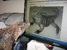 Kismet and Marley