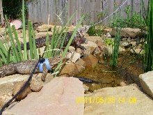at the pond
