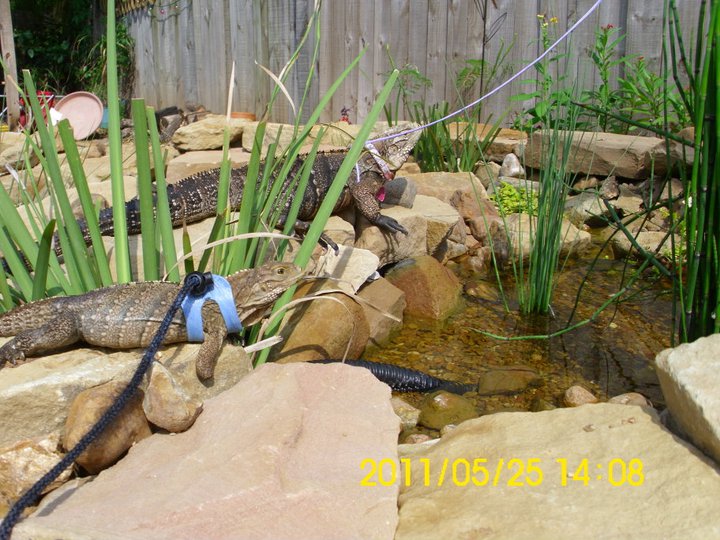 at the pond