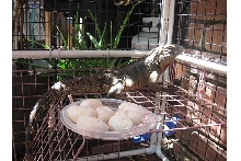 Cyclura and eggs