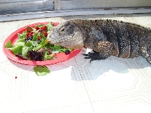 Birthday girl enjoying breakfast