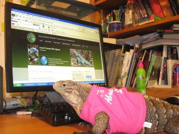 Cyclura in a t-shirt