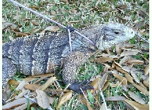 Cyclura nubila X lewisi