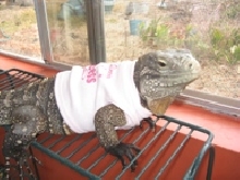 Cyclura in a t-shirt again