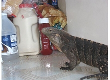 Kismet in the pantry