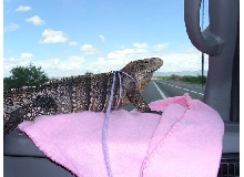 Kismet on the dashboard