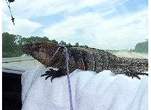 Kismet on the dashboard 2