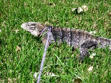 Kismet on the lawn