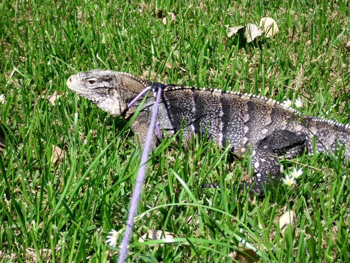 Kismet on the lawn