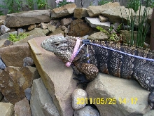Kismet on the rocks