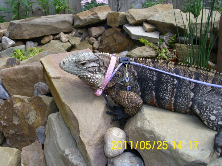 Kismet on the rocks