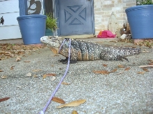 Kismet on the walkway