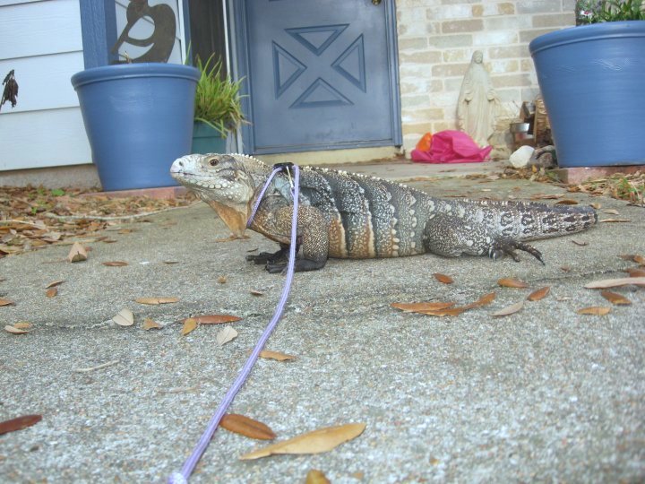 Kismet on the walkway