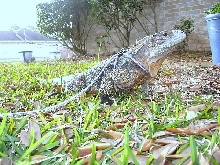 Kismet outside