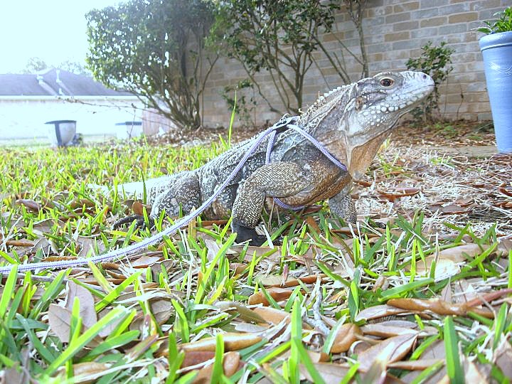Kismet outside