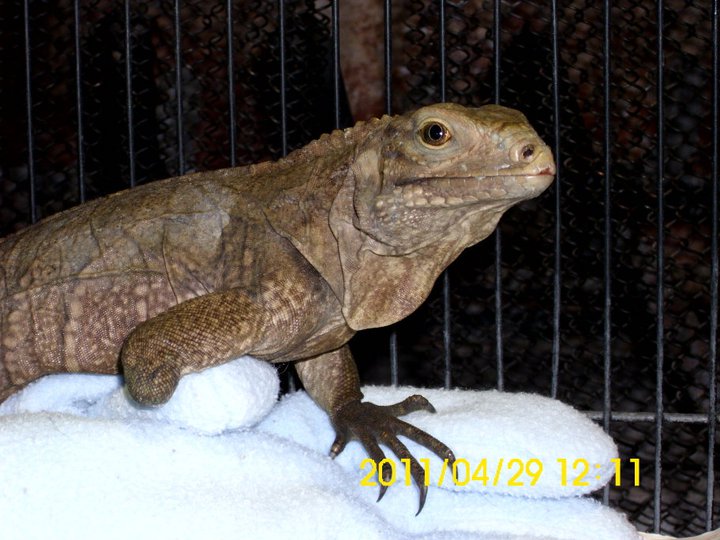 New lewisi hybrid closer