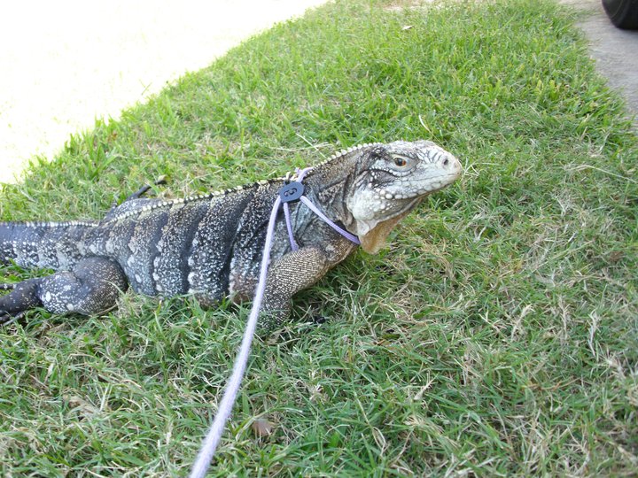 Kismet showing a little color