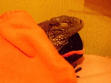 Kismet's hotel bed