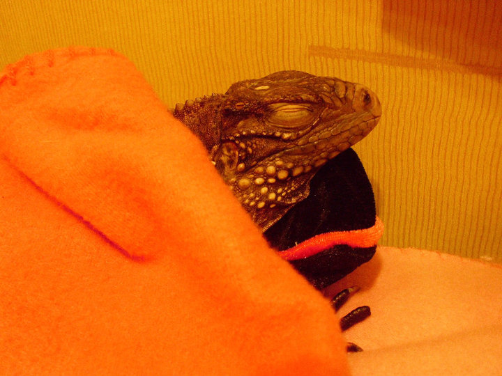 Kismet's hotel bed