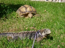 Kismet and Ricochet