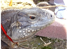 Kismet's face