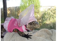 Princess Kismet