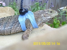Sebastian by pond