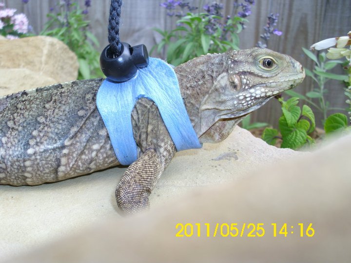 Sebastian by pond