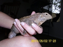 Sebastian the Sweet