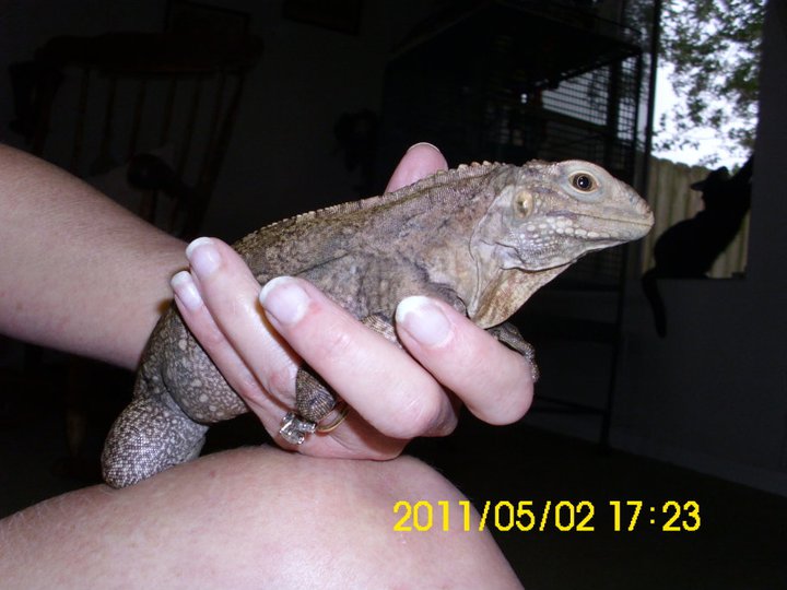 Sebastian the Sweet