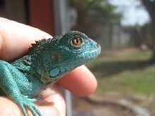 Tazumal's face