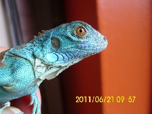 new colors on blue green iggy