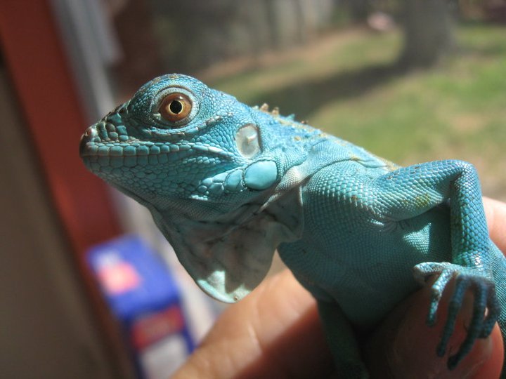 Tazumal