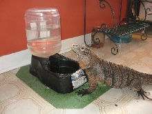 at the water bowl