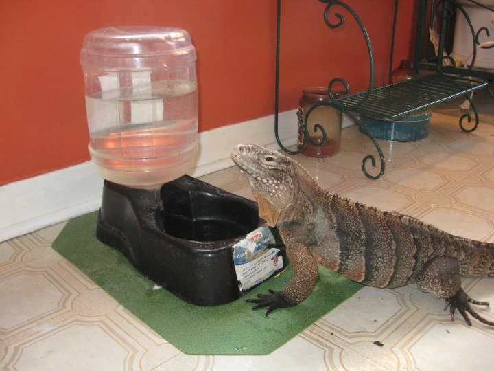 at the water bowl