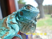 iguana, blue morph?