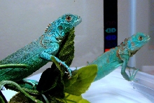 blue morph green iguanas