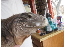 Cyclura foaming