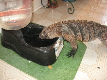 Thirsty cyclura