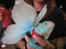 Blue Iguana Faerie