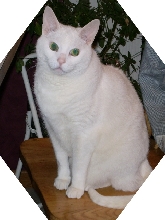 Taz
