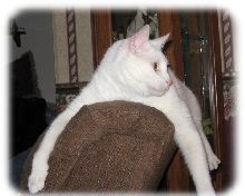 Taz on back of chair