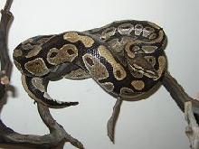 Ball Python