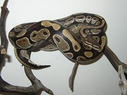 Ball Python