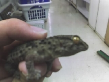 What type of gecko?