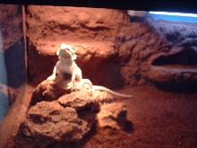 a better pic, and with rocks!