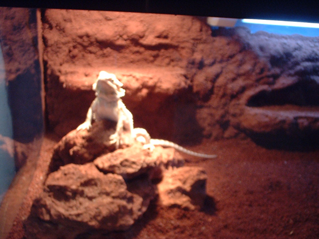 a better pic, and with rocks!