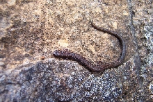 salamander