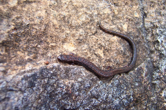 salamander