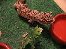 bill shedding